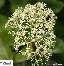 Image of Syzygium hemilamprum