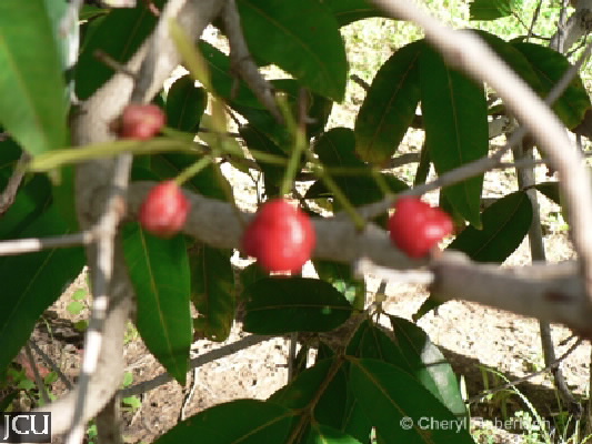 Syzygium tierneyanum