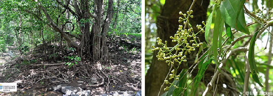 Images of Syzygium tierneyanum habit and flower buds