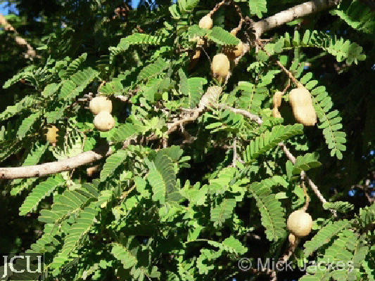 Tamarindus indica