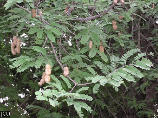 Tamarindus indica