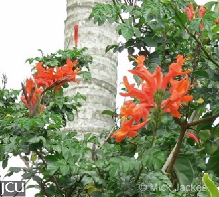 Tecomaria capensis