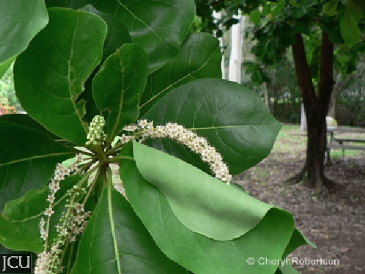 Terminalia arenicola
