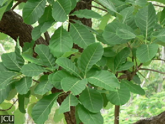 Terminalia bellerica 