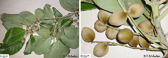 Two images of Terminalia fruit