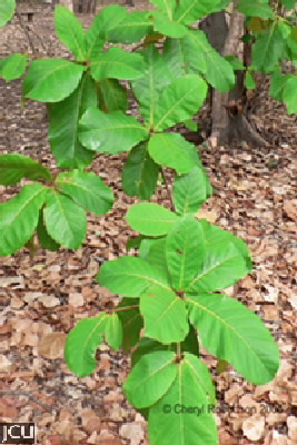 Terminalia catappa 