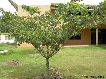 Image of terminalia muelleri
