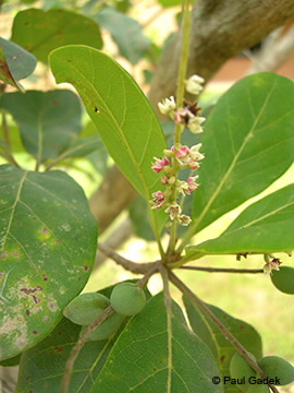 Image of flower of Terminalia muelleri