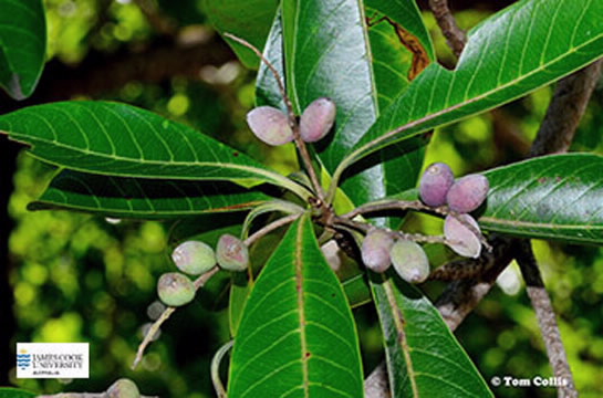 Image of drminalia sericocarpa