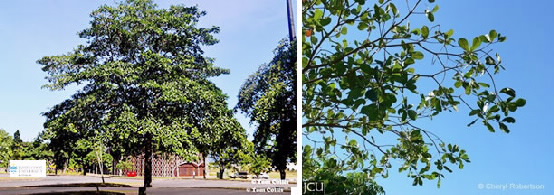 Images of Terminalia tree and branch