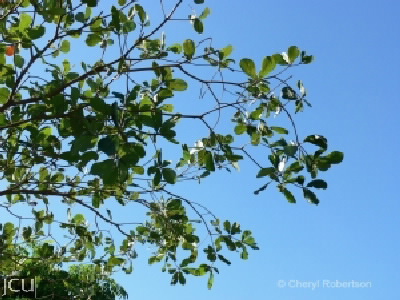 Terminalia spp.