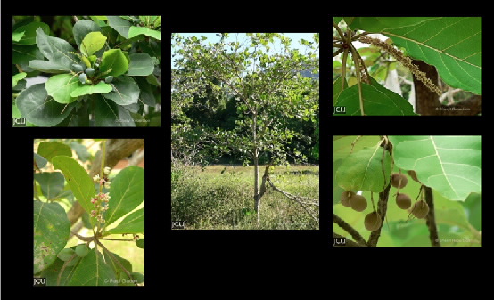Terminalia spp.