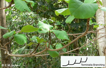 Image of Terminalia species