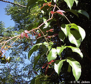 Image of Tetrastigma nitens