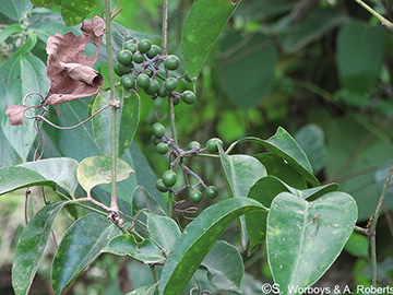 Additional image Tetrastigma nitens