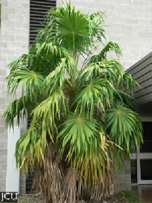 Thrinax radiata