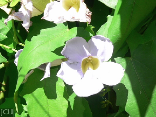 Thunbergia grandiflora