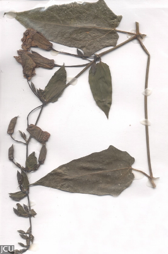 Thunbergia grandiflora