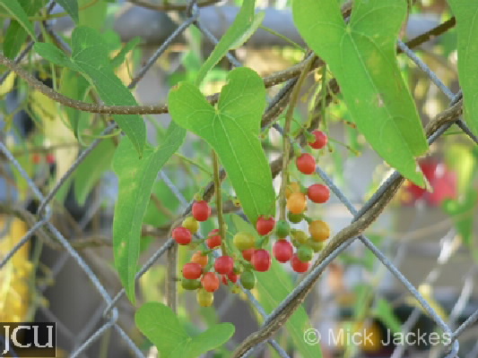 Tinospora smilacina