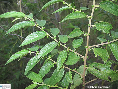 Image of Treme tomentosa
