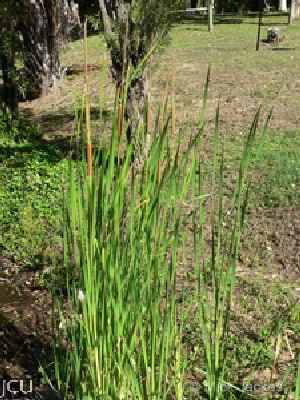 Typha domingensis