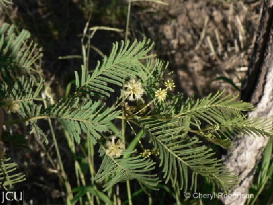 Vachellia bidwillii 