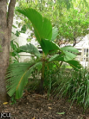 Verschaffeltia splendida