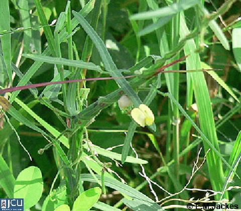 Image of Vigna lanceolata