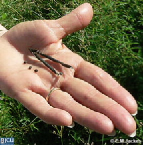 Image of Vigna radiata seed pods