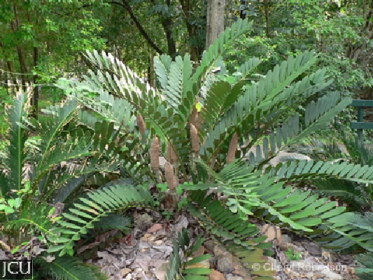Zamia furfuracea