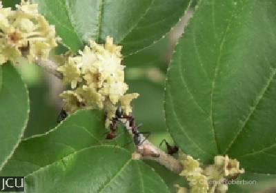 Zizyphus mauritiana 