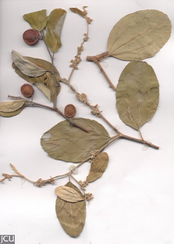 Zizyphus mauritiana 