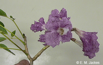 Image of flowers of T. rosea