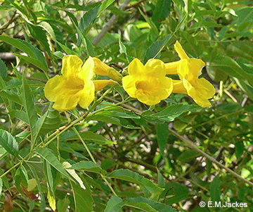 Image of Tecoma stans