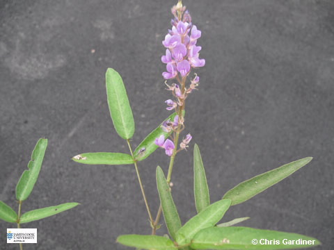 Image of Uraria picta