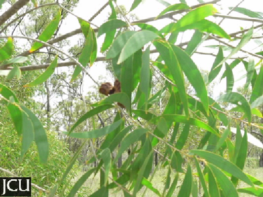 Acacia aulacocarpa