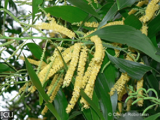 Acacia auriculiformis