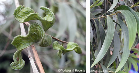 closeup of leaves and seed pods