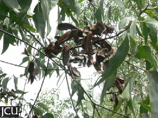 Acacia crassicarpa