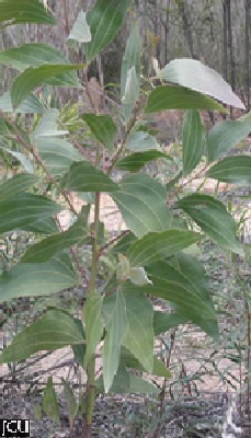 Acacia flavescens