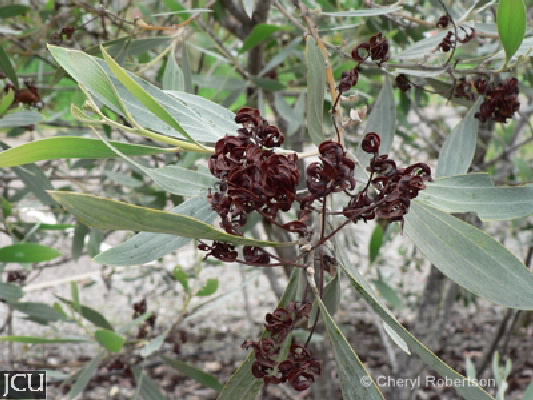 Acacia holosericea