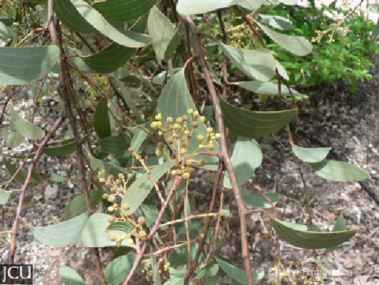 Acacia leptoloba