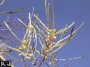 Acacia simsii