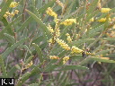Acacia spp.