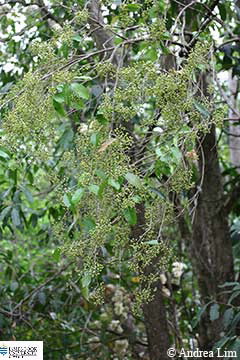Image of Acmenosperma pringlei