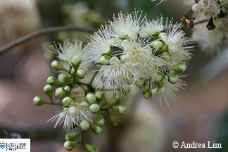 Image of flowers of Acmenosperma