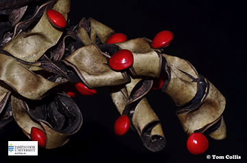 Image of Adenanthera pod