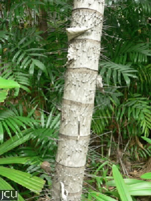Aiphanes horrida 