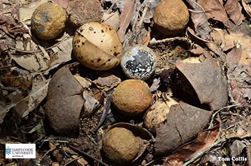 Image of Aleurites seeds