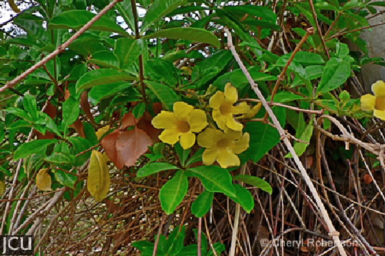 Allamanda cathartica